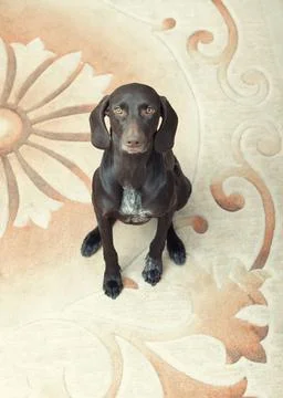 Kurzkhaar German short haired pointer known as Kurzkhaar sitting indoors C... Stock Photos