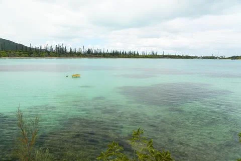 Kuto Bay Pine Trees Clear Green Sea Stock Photos