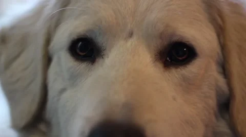 Kuvasz dog watching to the camera Stock Footage 59687102