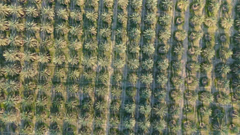 Kuwait Palm Tree Grid – Aerial 4K Overhead Drone Shot of Symmetrical Farm Stock Footage 309941505