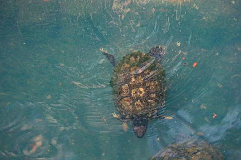 Kuya shell, also known as the shell turtle or Cuora amboinensis, is also know Stock Photos