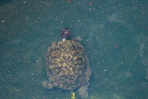 Kuya shell, also known as the shell turtle or Cuora amboinensis, is also know Stock Photos