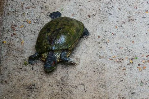 Kuya shell, also known as the shell turtle or Cuora amboinensis, is also know Stock Photos