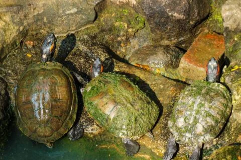 Kuya shell, also known as the shell turtle or Cuora amboinensis, is also know Stock Photos