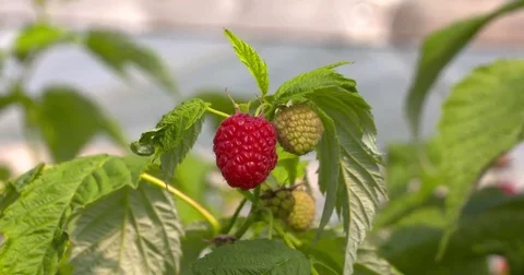 Kwanza Raspberry ripening on branch Stock Footage 69238922