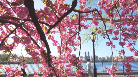 Kwanzan Cherry are in full bloomed at Central Park Reservoir in New York City 스톡 동영상 303921035