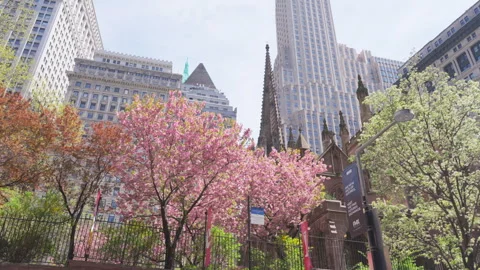 Kwanzan Cherry are in full bloomed at Trinity Church at Lower Manhattan in NYC Stock Footage 321667849