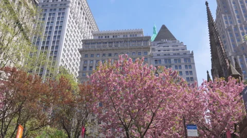 Kwanzan Cherry are in full bloomed at Trinity Church at Lower Manhattan in NYC Stock Footage 321670722