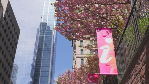 Kwanzan Cherry are in full bloomed at Trinity Church at Lower Manhattan in NYC Stock-Footage 321671419