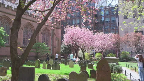 Kwanzan Cherry are in full bloomed at Trinity Church at Lower Manhattan in NYC Stock Footage 321675353