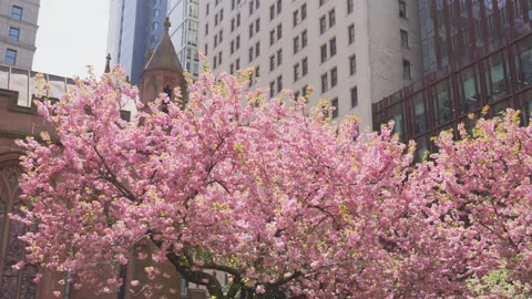 Kwanzan Cherry are in full bloomed at Trinity Church at Lower Manhattan in NYC Video stock 321678007