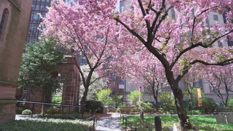 Kwanzan Cherry are in full bloomed at Trinity Church at Lower Manhattan in NYC Stock Footage 321678980
