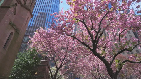Kwanzan Cherry are in full bloomed at Trinity Church at Lower Manhattan in NYC Stock Footage 321679460