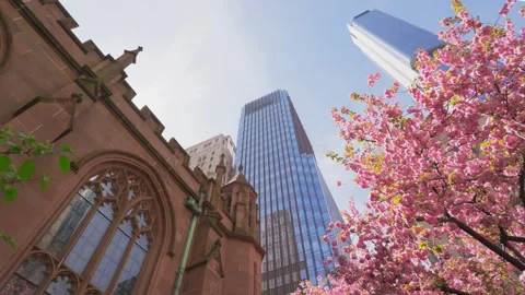 Kwanzan Cherry are in full bloomed at Trinity Church at Lower Manhattan in NYC Video stock 321681875