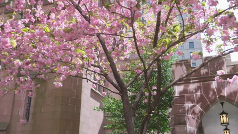 Kwanzan Cherry are in full bloomed at Trinity Church at Lower Manhattan in NYC Video stock 321690072