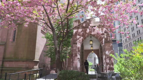 Kwanzan Cherry are in full bloomed at Trinity Church at Lower Manhattan in NYC Stock Footage 321690800