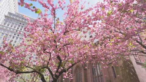 Kwanzan Cherry are in full bloomed at Trinity Church at Lower Manhattan in NYC Stock Footage 321693305