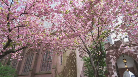 Kwanzan Cherry are in full bloomed at Trinity Church at Lower Manhattan in NYC Stock Footage 321693478
