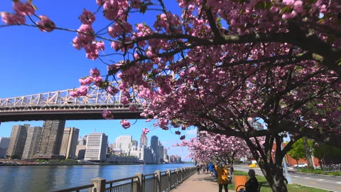 Kwanzan Cherry blossoms are in full blooms at Roosevelt Island in New York City Stock Footage 240753089