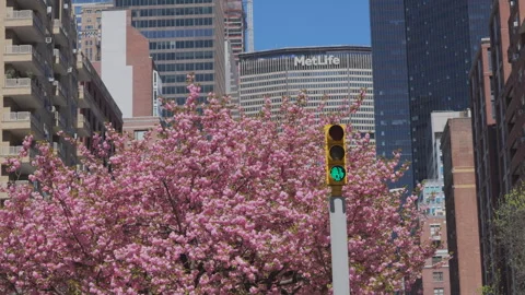 Kwanzan Cherry blossoms are in full bloomed on Park Avenue at Midtown Manhattan Stock Footage 303318331