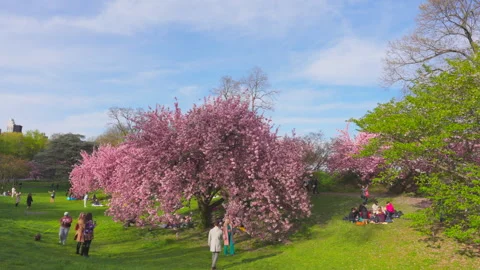 Kwanzan Cherry blossoms are in full bloom in Central Park in New York City. Stockbeeldmateriaal 303324982