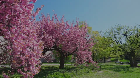 Kwanzan Cherry blossoms are in full bloom in Central Park in New York City. Stock Footage 303333910