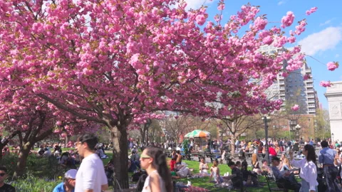 Kwanzan Cherry Blossoms are in full bloomed at Washington Square Park in NYC Vídeo Stock 303588829