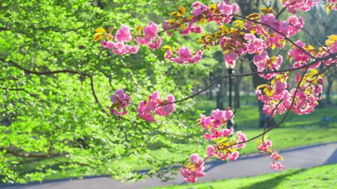 Kwanzan Cherry blossoms are in full bloomed in Central Park in New York City. Video stock 306194151