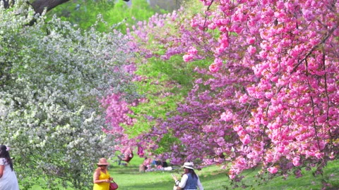 Kwanzan Cherry blossoms are in full bloomed at Central Park in New York City. 動画素材 306702880