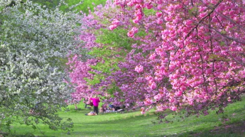 Kwanzan Cherry blossoms are in full bloomed at Central Park in New York City. Vídeo Stock 306704854