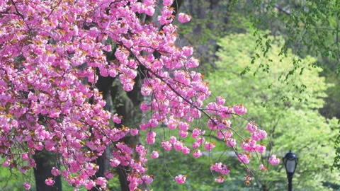Kwanzan Cherry blossoms are in full bloomed at Central Park in New York City. Video stock 306715253
