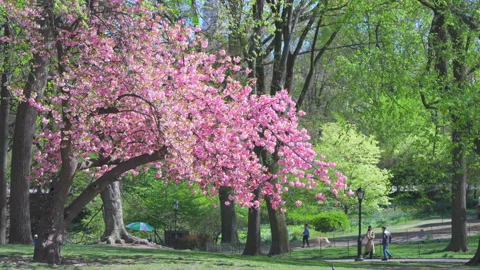 Kwanzan Cherry blossoms are in full bloomed at Central Park in New York City. Stockbeeldmateriaal 306716964