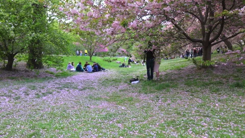 Kwanzan Cherry blossoms in bloom in Central Park in New York City. Video stock 264115770