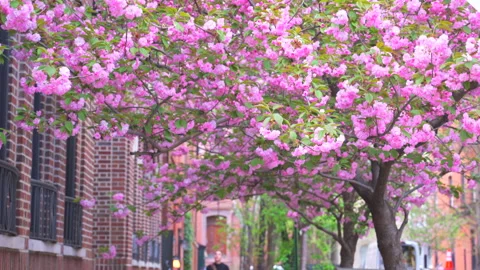 Kwanzan Cherry blossoms bloom in spring season at West Village in New York City. Video stock 303674401