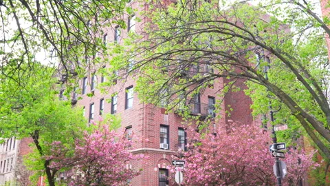 Kwanzan Cherry blossoms bloom in spring season at West Village in New York City. Stock Footage 303685282