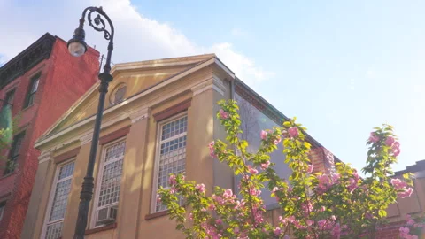 Kwanzan Cherry blossoms bloom in spring season at West Village in New York City. Stock Footage 303693768