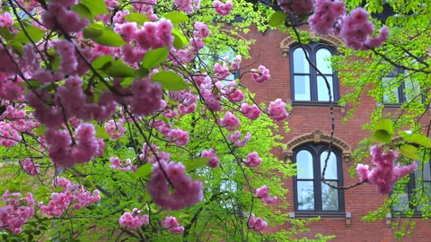 Kwanzan Cherry blossoms in full bloom in Gramercy district in New York City. Video stock 245844204