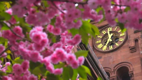 Kwanzan Cherry blossoms in full bloom in Gramercy district in New York City. Stock Footage 245845222