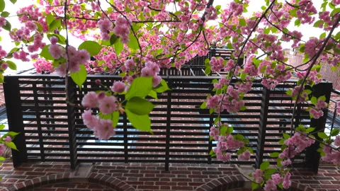 Kwanzan Cherry blossoms in full bloom at West Village in New York City. Stock Footage 245875712