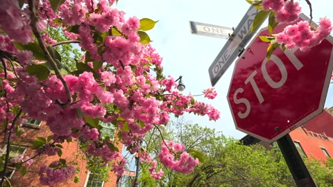 Kwanzan Cherry blossoms in full bloom at West Village in New York City. Stock Footage 245878693