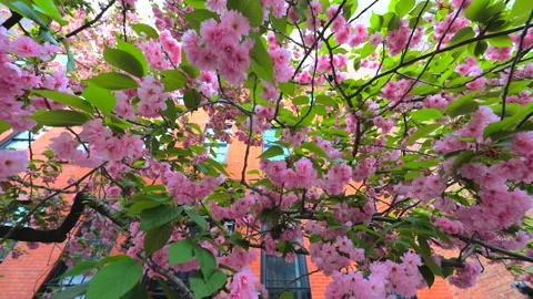 Kwanzan Cherry blossoms in full bloom at West Village in New York City. Stockbeeldmateriaal 245882228
