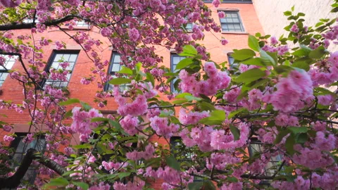 Kwanzan Cherry blossoms in full bloom at West Village in New York City. Stock Footage 245884131