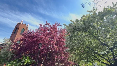 Kwanzan Cherry blossoms in full bloom at Tompkins Square Park in NYC 스톡 동영상 342773355