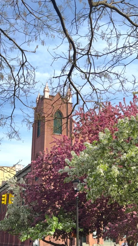 Kwanzan Cherry blossoms in full bloom at Tompkins Square Park in NYC Vídeos de archivo 342773496