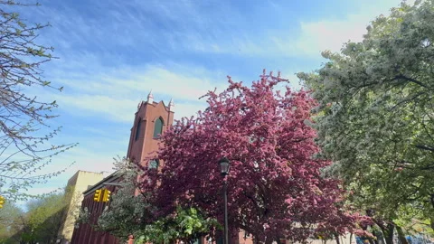 Kwanzan Cherry blossoms in full bloom at Tompkins Square Park in NYC Vídeos de archivo 342774206