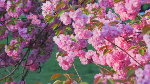Kwanzan Cherry blossoms sway by wind in Springtime at Central Park in NYC Stock Footage 306636151