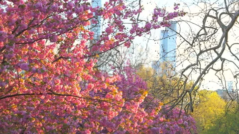 Kwanzan Cherry blossoms sway by wind at Central Park in NYC Vídeo Stock 306637656