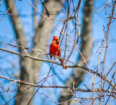 KY Cardinal in Spring Stock Photos