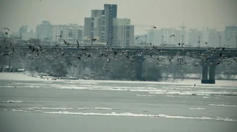 Kyiv Birds slowmotion Stock Footage 10701285