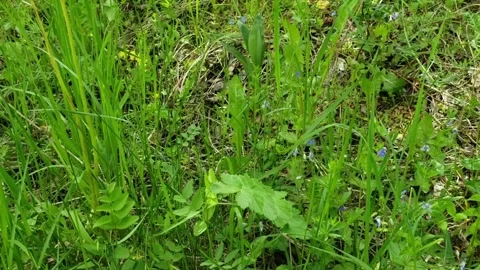 Kyiv. Green grass and snowdrops Stock Footage 242500431